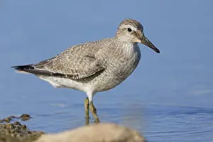 Calidris Canutus Species Prints: Red Knot