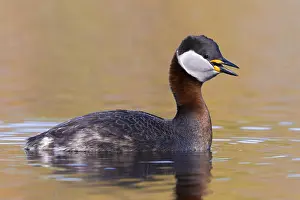 Wildlife Finland Prints: Red-necked Grebe