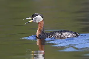 Wildlife Finland Prints: Red-necked Grebe