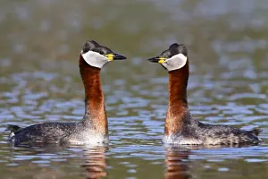 Water Birds Europe Prints: Red-necked Grebe