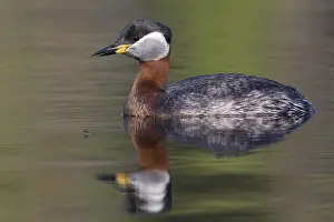 Wildlife Finland Prints: Red-necked Grebe