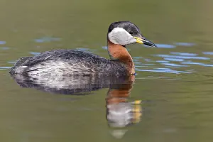 Bird Species In Europe Prints: Red-necked Grebe