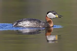 Wildlife Finland Prints: Red-necked Grebe