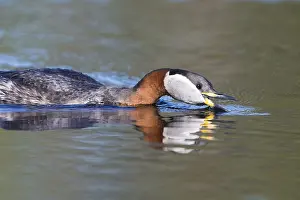 Wildlife Finland Prints: Red-necked Grebe