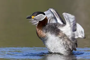 Wildlife Finland Prints: Red-necked Grebe