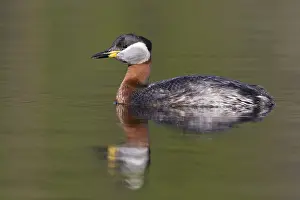 Red Necked Grebe Prints: Red-necked Grebe