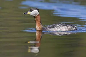 Red-necked Grebe Print - Adult in Lake