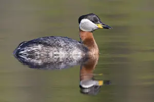 Wildlife Finland Prints: Red-necked Grebe