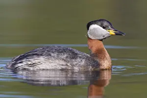 Wildlife Finland Prints: Red-necked Grebe