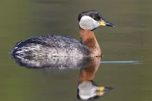 Red Necked Grebe Prints: Red-necked Grebe