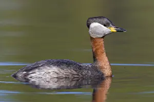 Wildlife Finland Prints: Red-necked Grebe