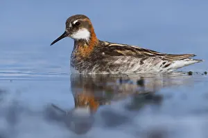 Wading Birds Europe Prints: Red-necked Phalarope