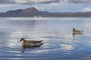 Red Necked Phalarope Prints: Red-necked Phalarope