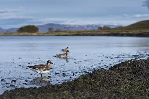 Daytime Bird Photography Prints: Red-necked Phalarope