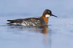 Wader Bird Species Prints: Red-necked Phalarope
