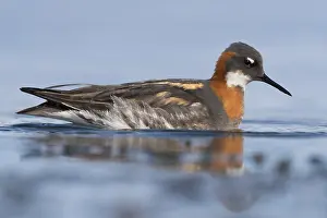 Wader Bird Species Prints: Red-necked Phalarope