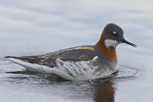 Red Necked Phalarope Prints: Red-necked Phalarope