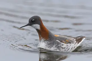 Norway Wildlife Photos Prints: Red-necked Phalarope