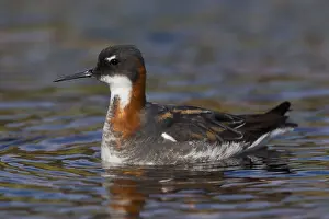 Scolopacidae Family Birds Prints: Red-necked Phalarope