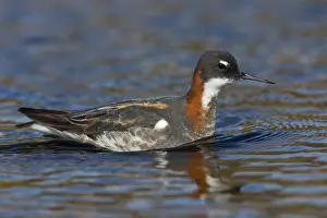 Red Necked Phalarope Prints: Red-necked Phalarope