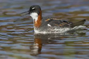 Red-necked Phalarope Print: Adult Swimming in a Pond