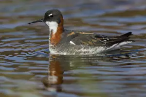 Norway Wildlife Photos Prints: Red-necked Phalarope