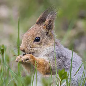 Sciurus Vulgaris Prints: Red Squirrel