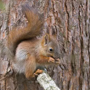 Finland Nature Photos Prints: Red Squirrel