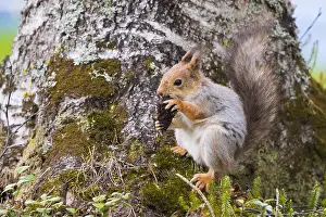 Sciurus Vulgaris Prints: Red Squirrel