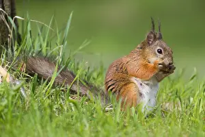 Wild Animal Portrait Photography Prints: Red Squirrel