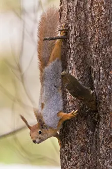 Sciurus Vulgaris Portrait Prints: Red Squirrel