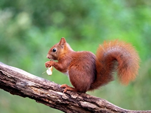 Sciurus Vulgaris Species Prints: Red Squirrel, Sciurus vulgaris
