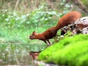 Sciurus Vulgaris Habitat Prints: Red Squirrel, Sciurus vulgaris