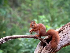 Sciurus Vulgaris Habitat Prints: Red Squirrel, Sciurus vulgaris