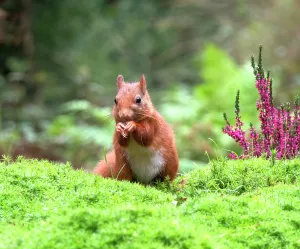 Sciurus Vulgaris Species Prints: Red Squirrel, Sciurus vulgaris