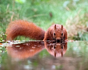 Sciurus Vulgaris Habitat Prints: Red Squirrel, Sciurus vulgaris