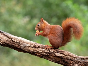 Sciurus Vulgaris Species Prints: Red Squirrel, Sciurus vulgaris