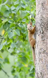 Sciurus Vulgaris Species Prints: Red Squirrel, Sciurus vulgaris