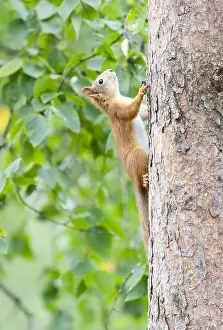Mammals In Europe Prints: Red Squirrel, Sciurus vulgaris