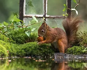 Sciurus Vulgaris Habitat Prints: Red Squirrel, Sciurus vulgaris