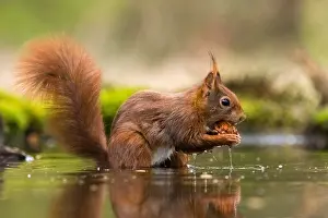 European Red Squirrel Prints: Red Squirrel, Sciurus vulgaris