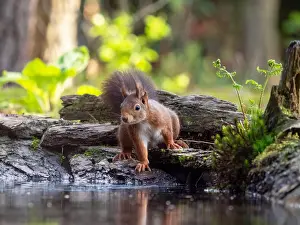 Close Up Animal Photos Prints: Red Squirrel, Sciurus vulgaris