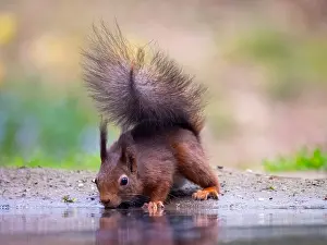 Close Up Animal Photos Prints: Red Squirrel, Sciurus vulgaris