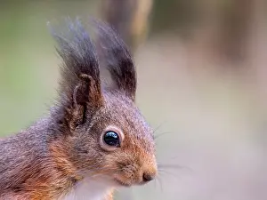 Netherlands Wildlife Images Prints: Red Squirrel, Sciurus vulgaris