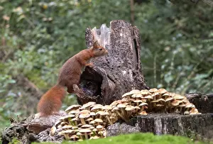 Sciurus Vulgaris Species Prints: Red Squirrel, Sciurus vulgaris