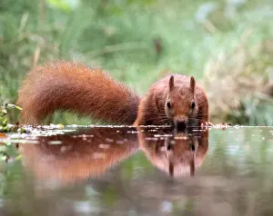 Sciurus Vulgaris Species Prints: Red Squirrel, Sciurus vulgaris