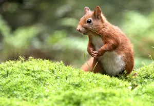 Sciurus Vulgaris Species Prints: Red Squirrel, Sciurus vulgaris