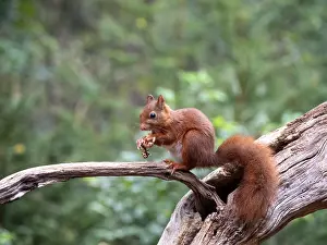 Sciurus Vulgaris Species Prints: Red Squirrel, Sciurus vulgaris