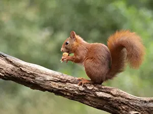 Sciurus Vulgaris Species Prints: Red Squirrel, Sciurus vulgaris