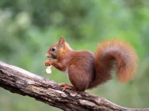 Sciurus Vulgaris Species Prints: Red Squirrel, Sciurus vulgaris
